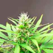 Cream of the Crop Seeds Robocrop AUTO