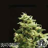 Rokerij Seeds Silver Shiva