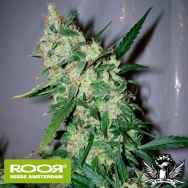 RooR Seeds i1 ROOR ASH