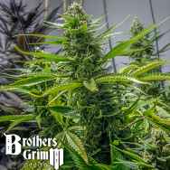 Brothers Grimm Seeds Rosetta Stone