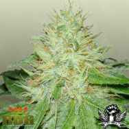 Royal Dutch Genetics Six Shooter