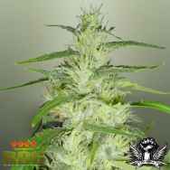 Royal Dutch Genetics Super Silver Cheese