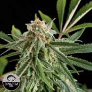 Dinafem Seeds Royale Haze