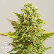 G13 Labs Seeds Royal Kush