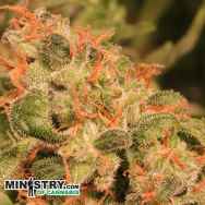 Ministry of Cannabis Royal Matic Autoflowering