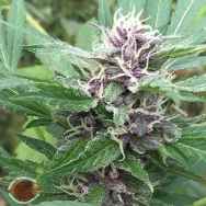 Emerald Triangle Seeds Royal Purple Kush AUTO