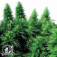 Sensi Seeds Ruderalis Skunk