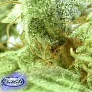 Flash Autoflowering Seeds Russian Fuel