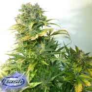 Flash Autoflowering Seeds Russian Haze