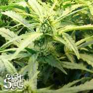 Short Stuff Seeds Russian Rocket Fuel