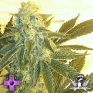 Gage Green Seeds Salvation