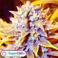 SuperCBDx Seeds San Francisco OG x SCBDX