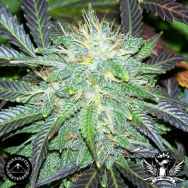 Sagarmatha Seeds Black Buddha