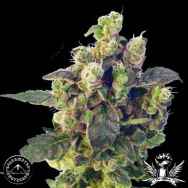 Sagarmatha Seeds Blue Thunder