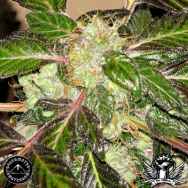 Sagarmatha Seeds Indica XXL