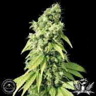 Sagarmatha Seeds Northern Lights #9