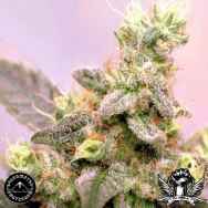 Sagarmatha Seeds White Russian Automatic