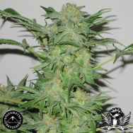 Sagarmatha Seeds AK48 Automatic