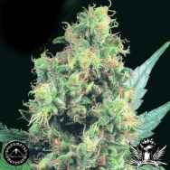 Sagarmatha Seeds Blueberry Bud