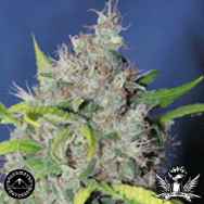 Sagarmatha Seeds Bubbleberry