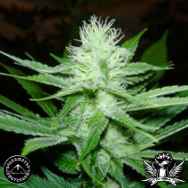 Sagarmatha Seeds Skunk Wreck