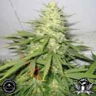 Sagarmatha Seeds Chunky Skunk