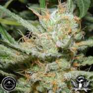 Sagarmatha Seeds Double Diesel Ryder