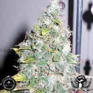 Sagarmatha Seeds Smurfberry Automatic