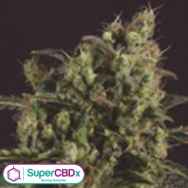 SuperCBDx Seeds Sage n Sour x SCBDX