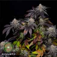 Dynasty Genetics Seeds Salmon River OG