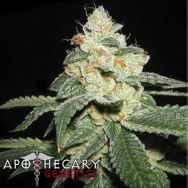 Apothecary Genetics Seeds San Fernando Valley OG