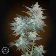 Sagarmatha Seeds Santa Cruz Costal Kush