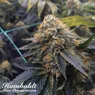 Humboldt Seed Organization Sapphire OG