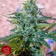 French Touch Seeds Sativa Des Rois