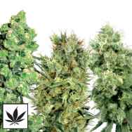 White Label Seeds Sativa Mix