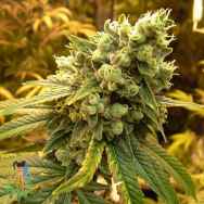 Nirvana/Sativa Seeds Sativas Sour Diesel