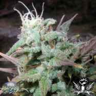 Secret Valley Seeds Northern Flame