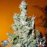 Secret Valley Seeds Jamaican Grape