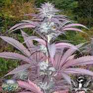 Secret Valley Seeds Purple Pineberry