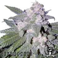 Seedmakers Seeds Autoblue Autoflowering