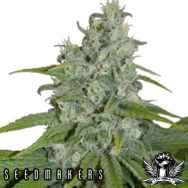 Seedmakers Seeds Automax Autoflowering