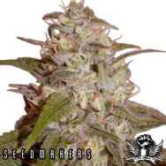 Seedmakers Seeds Orange Light