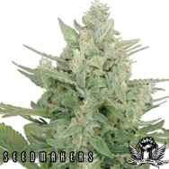 Seedmakers Seeds Low Dwarf Autoflowering