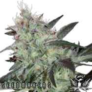 Seedmakers Seeds Super Diesel