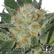 Seedmakers Seeds Widow