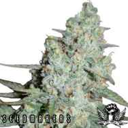 Seedmakers Seeds Wonder Skunk