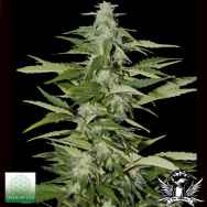 Seeds Of Life Hindiana Autoflowering