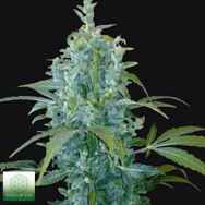 Seeds of Life Kabala Autoflowering