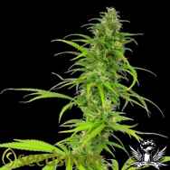 Seedsman Seeds California Skunk Haze