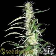 Seedsman Seeds Haze Mix